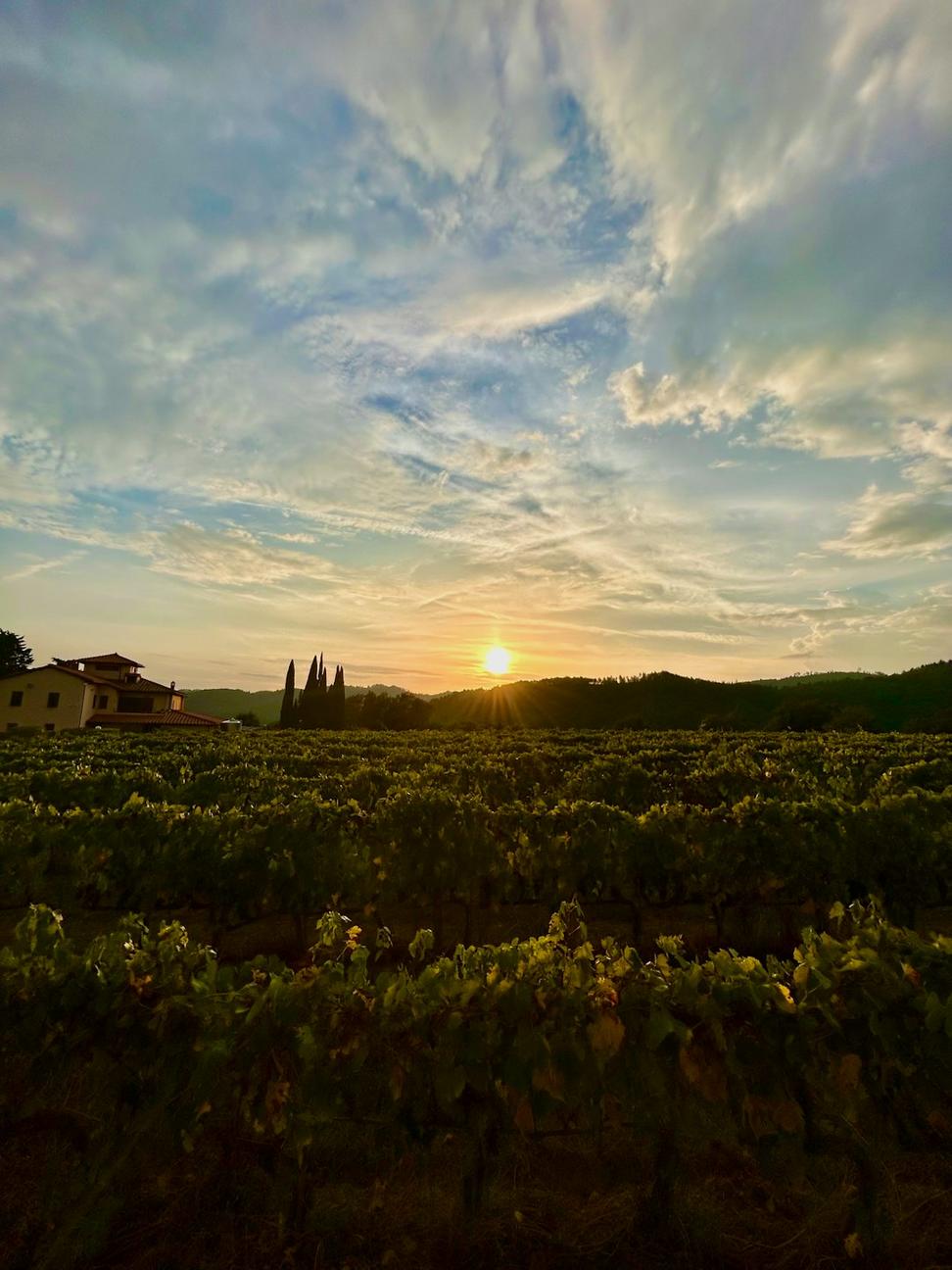 Vineyard at sunset